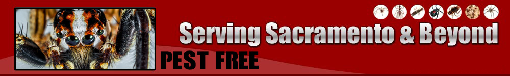 Pest Control Walnut Creek